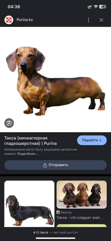 Ищу щенка таксы, фотография 4
