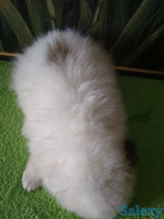 Продам мальчишек шпицов, фотография 11