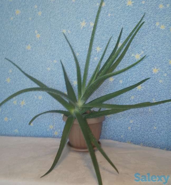 Продам не дорого Алоэ-столетник, фотография 1