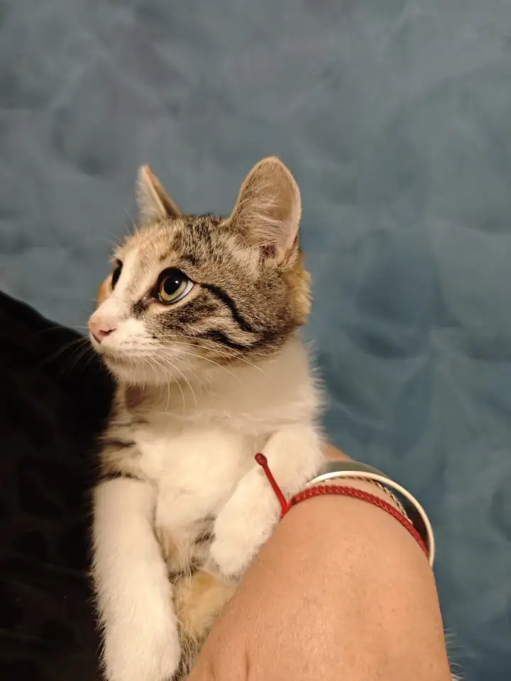 Отдам прекрасных котят в хорошие руки, фотография 1