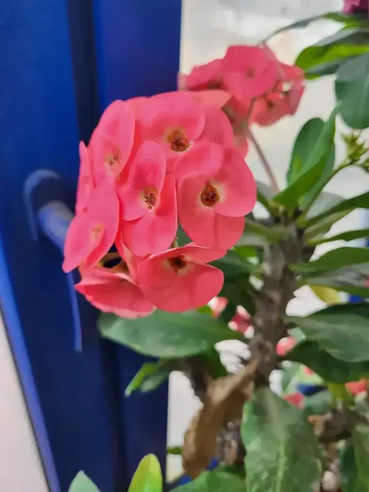 Крупноцветная Эуфорбия, фотография 1