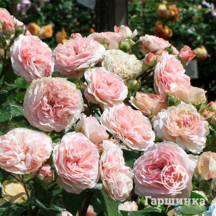 Роза Ордер флорибунда, фотография 1