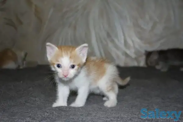 Котята в добрые руки, фотография 2