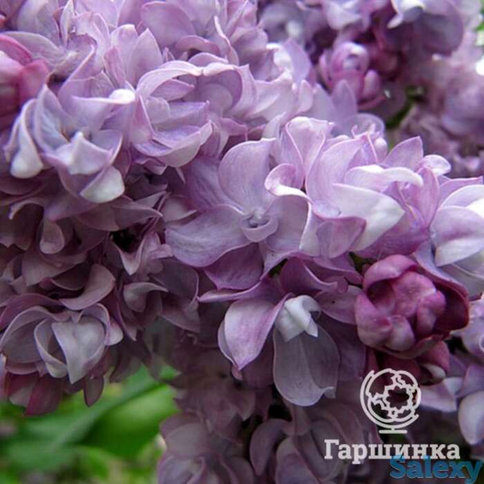 Сирень катерина хавемейер на штамбе 100 см, фотография 1