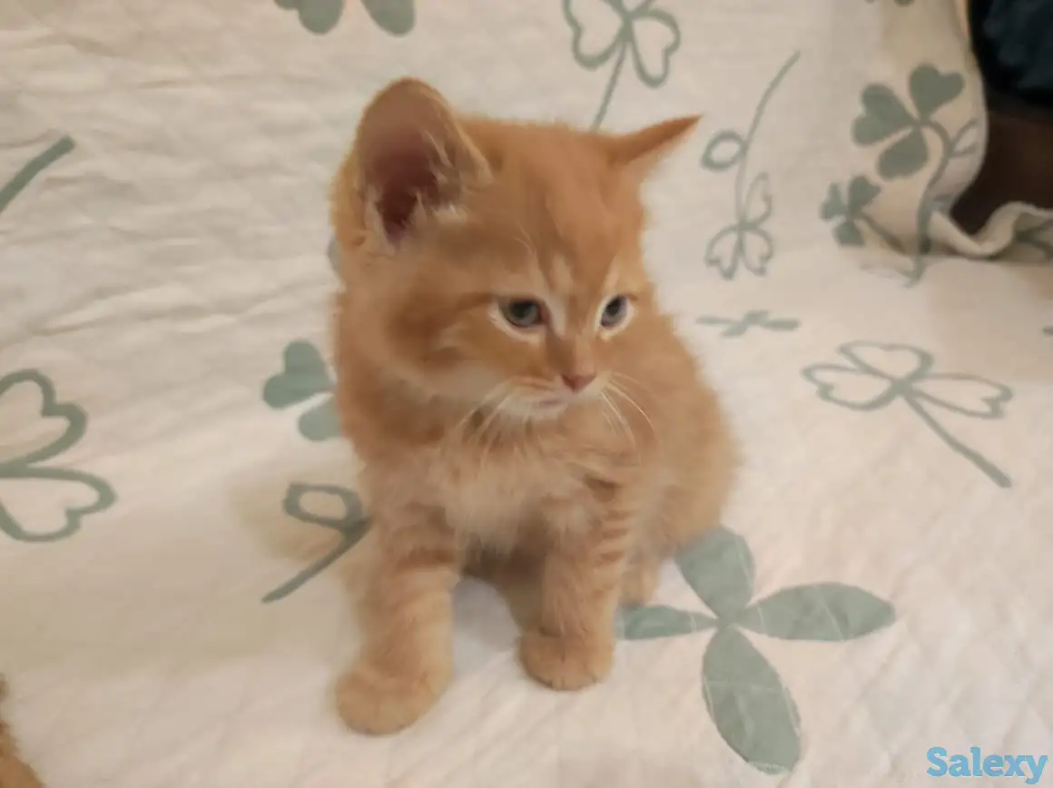 Дарю котенка, фотография 3