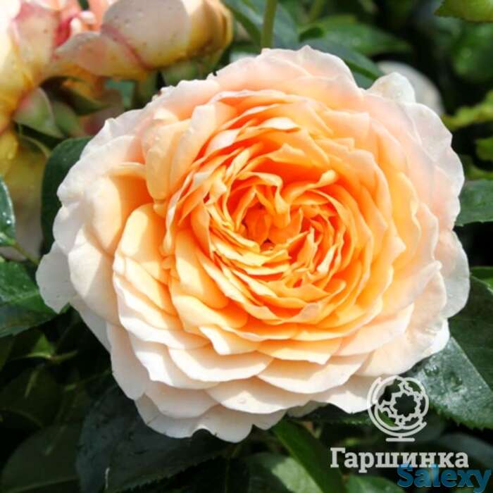 Роза джинджер силлабаб, харкнесс, фотография 1