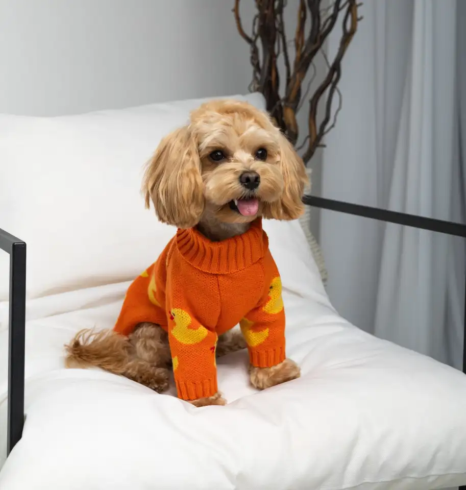 Производитель одежды и аксессуаров для животных TM Dogs Bomba приглашает к сотрудничеству, фотография 1