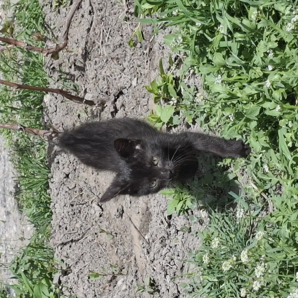 Отдадим котят в добрые руки, фотография 7