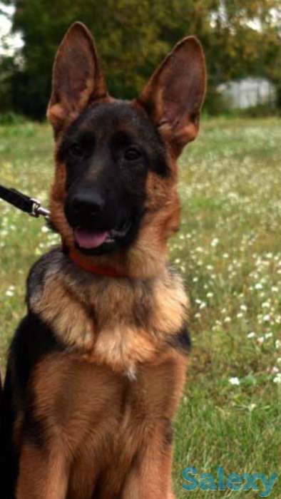 Продам щенков немецкой овчарки, фотография 4