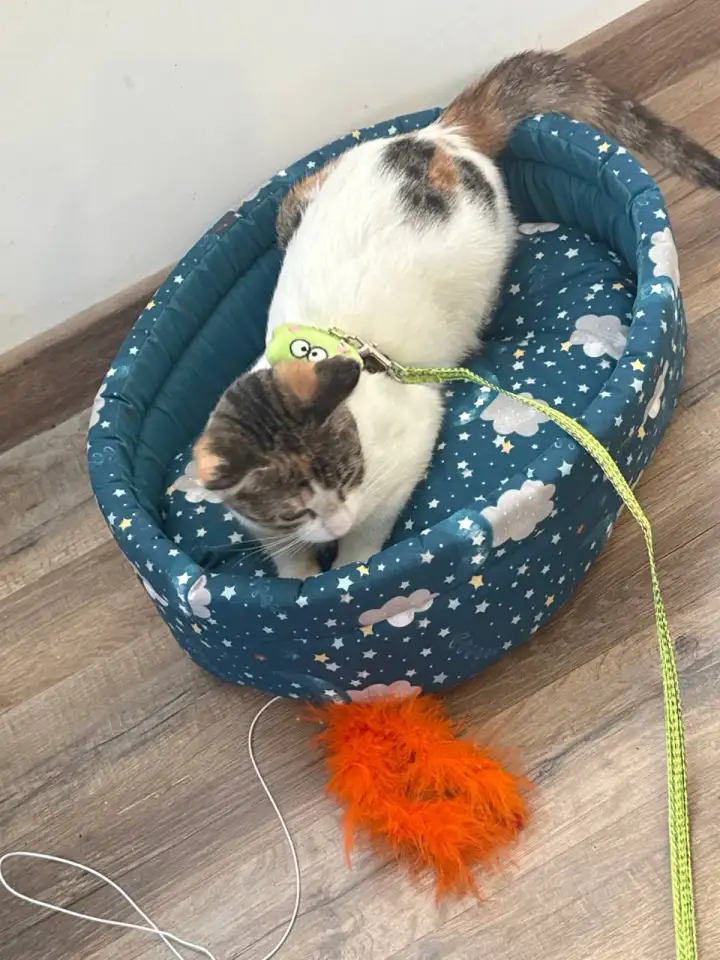 Кошечка в добрые руки, фотография 2