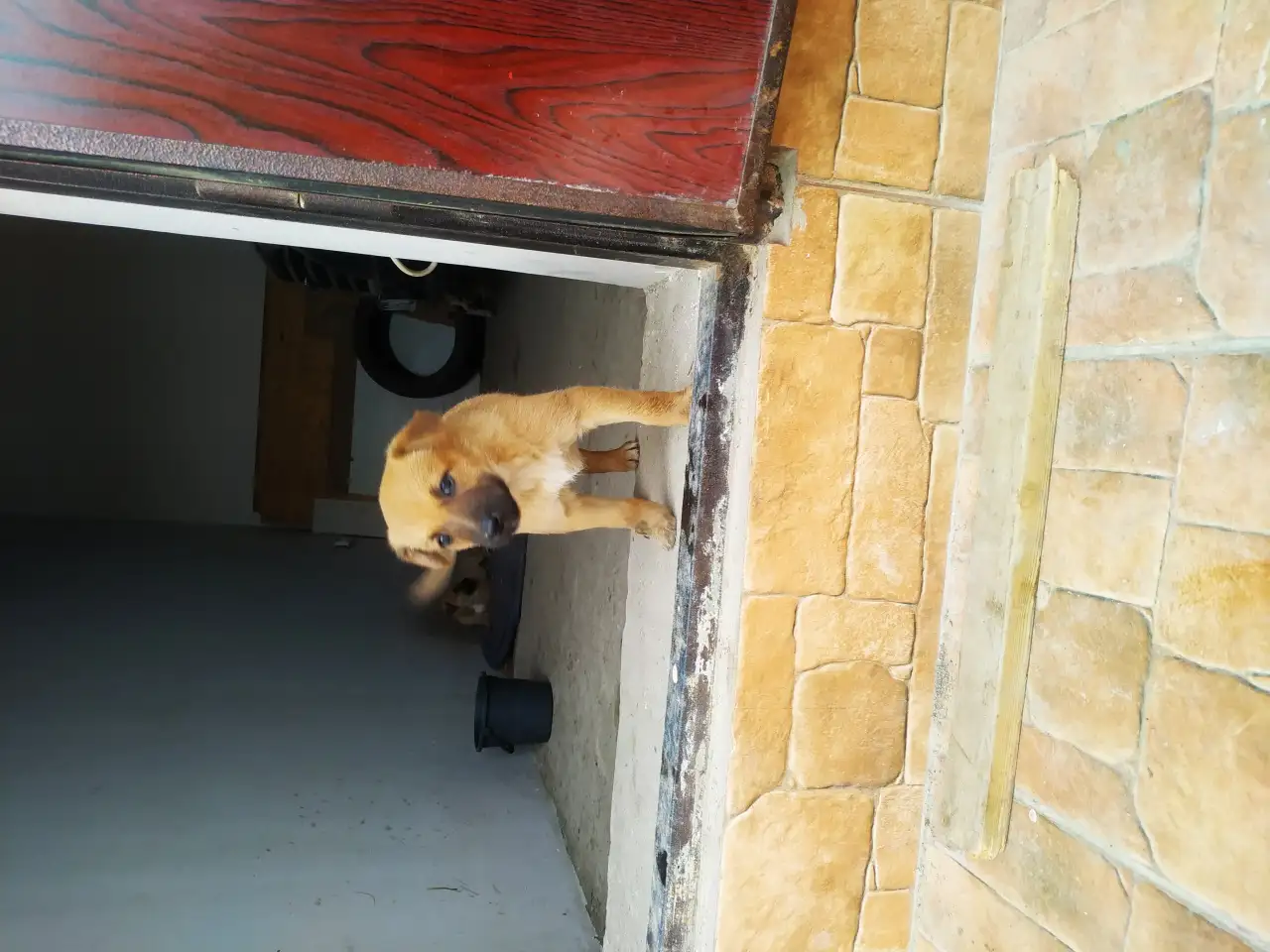 Продам тем кто любит собак. Щенки от сучки балонки 1,5 месяца, фотография 7