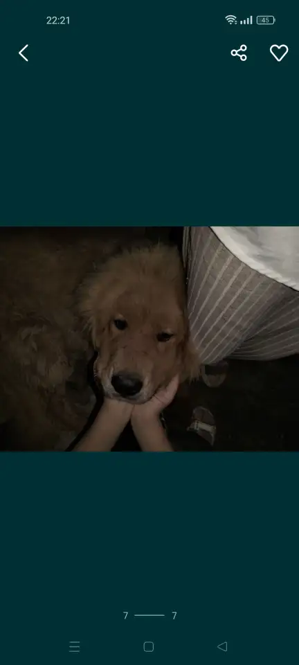 Собачьи царь! Тибетский мастиф! Гордость хозяев!, фотография 7