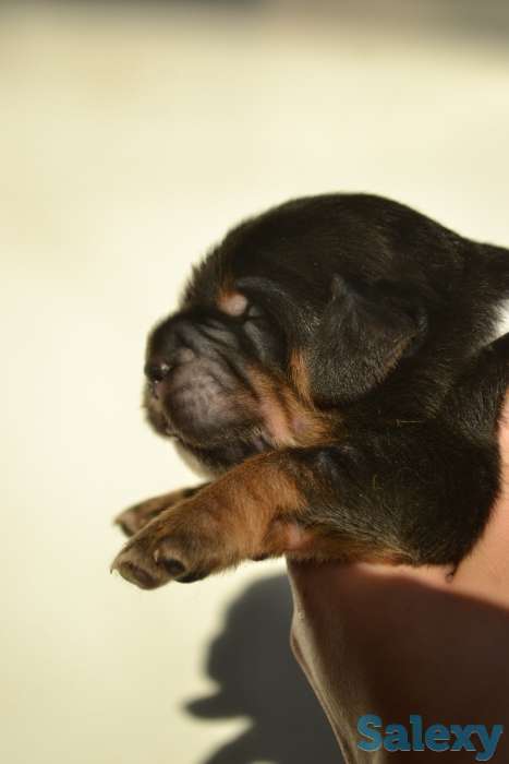 Щенки Тибетского Мастифа питомника Аймако, фотография 1