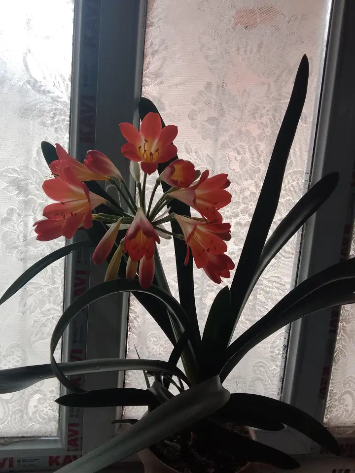 Продожа 3комнатной квартиры в особнике., Улица Кайнозарова, фотография 3