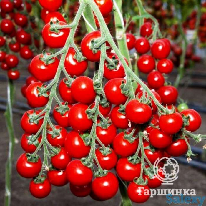 Семена Томат Дюймовочка 0.05г, фотография 1