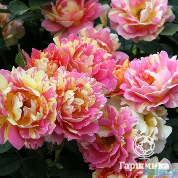 Роза роз де cистерсьян, дельбар, фотография 1