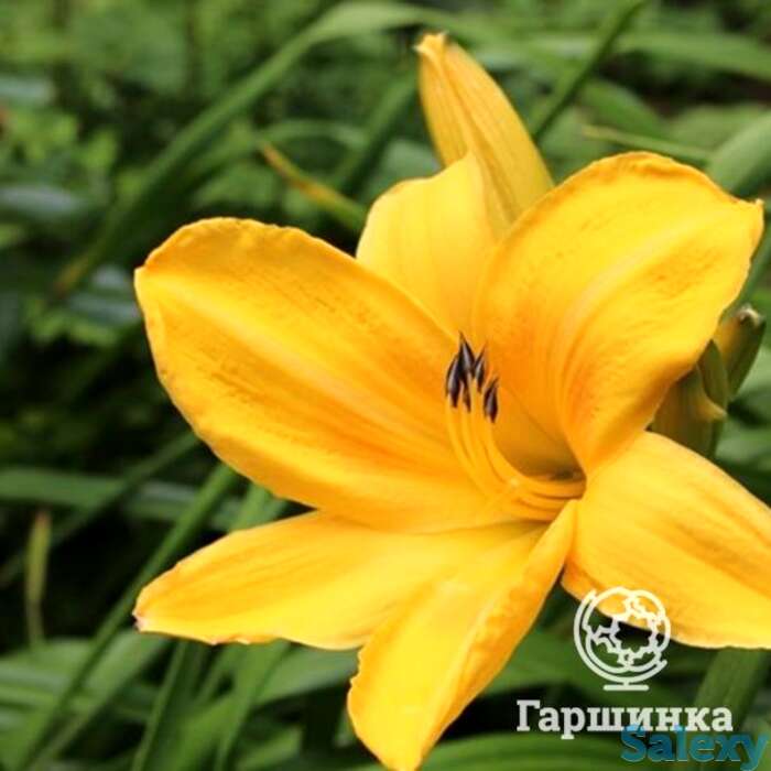 Лилейник Чикаго Санрайз, фотография 1