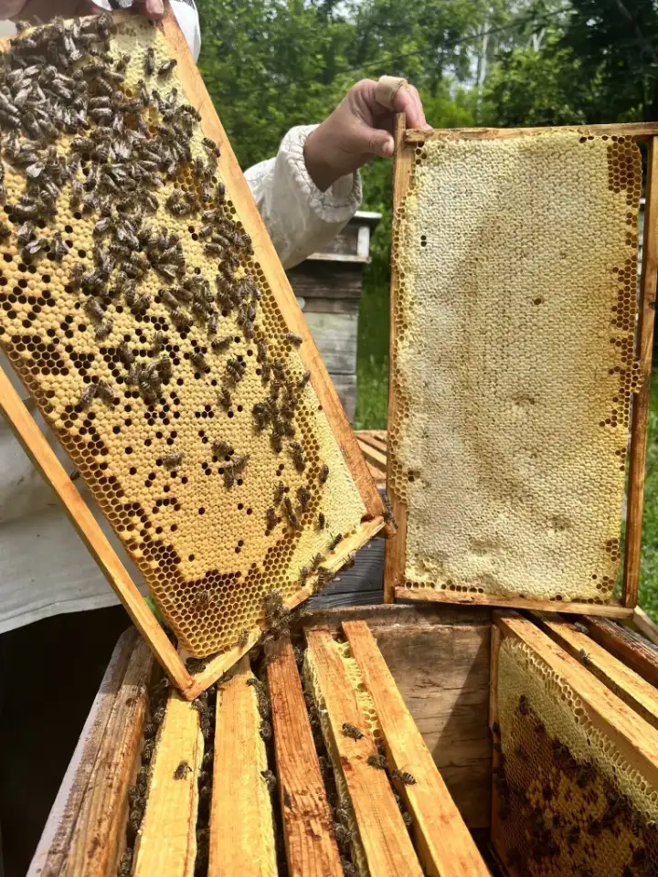 Пчелопакеты и пчелосемьи, фотография 1