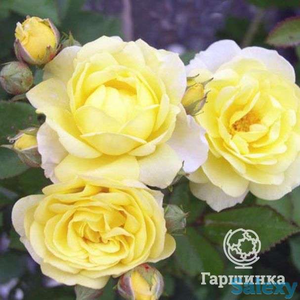 Роза комтесс дю барри флорибунда, топалович, фотография 1