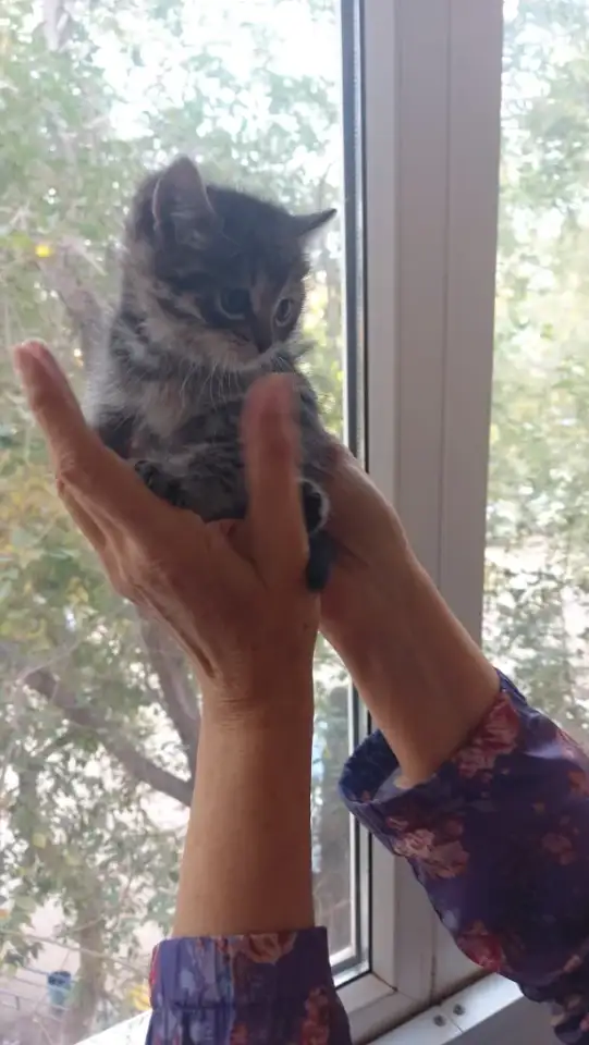 Котята, фотография 1