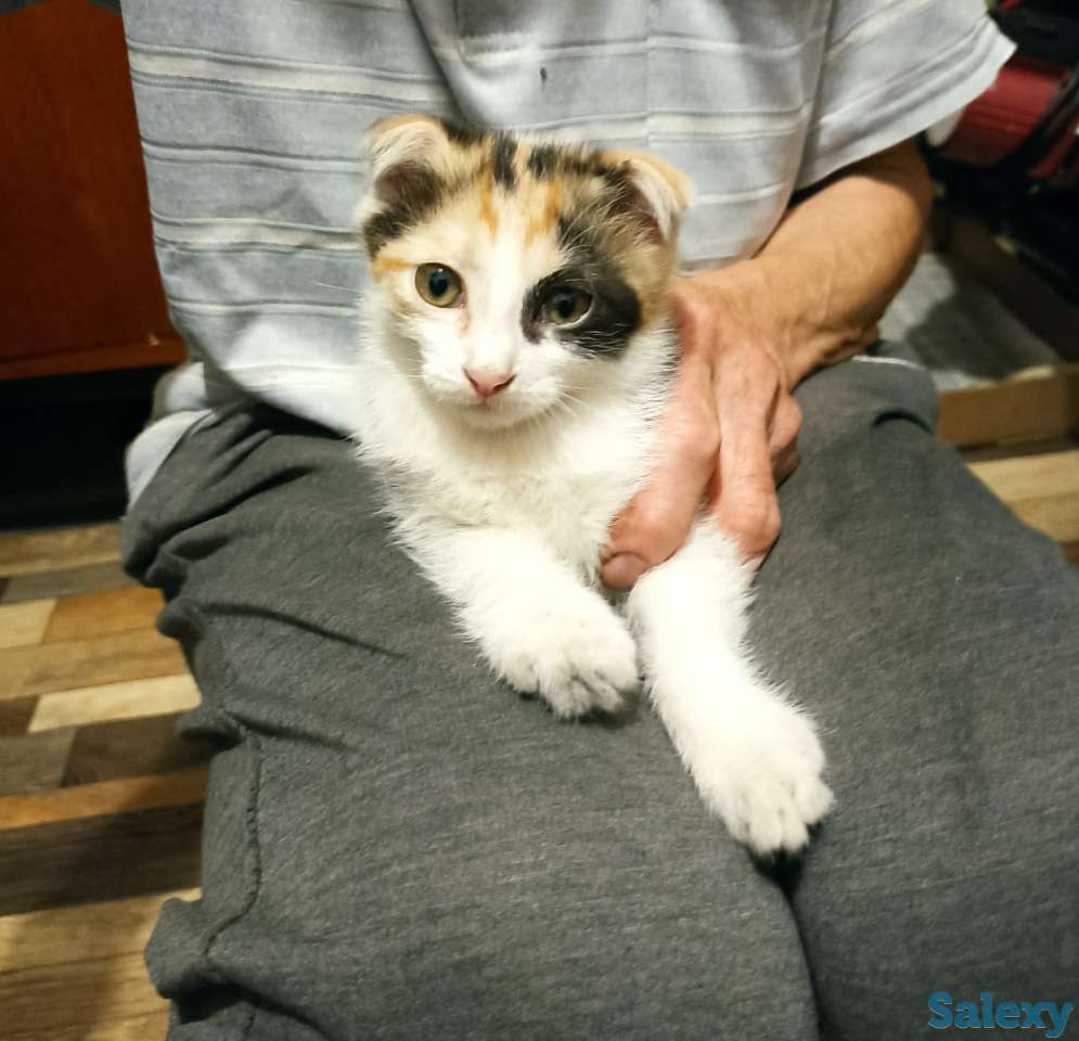 Отдам котенка девочку, двухмесячную, фотография 2