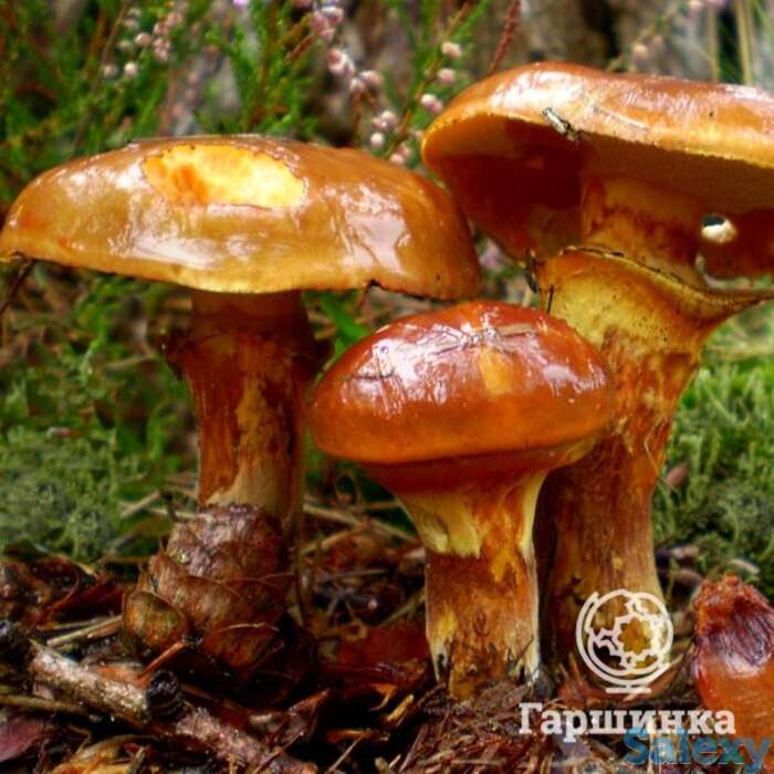 Масленок обыкновенный мицелий, фотография 1