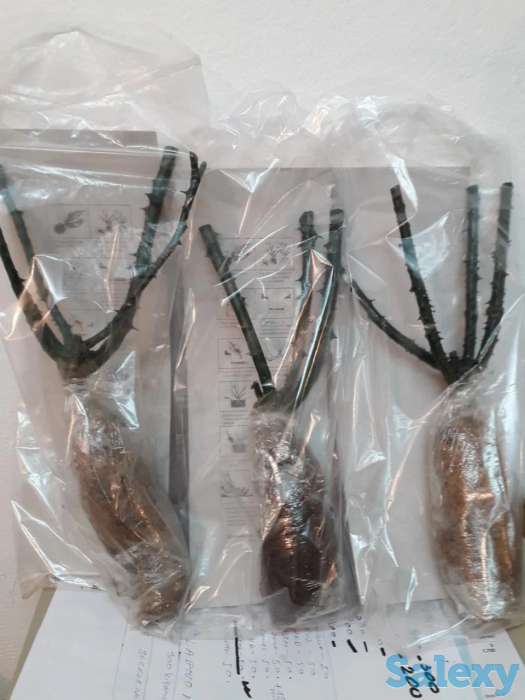 Саженец розы чайно - гибридные среднерослые Сербия, фотография 6