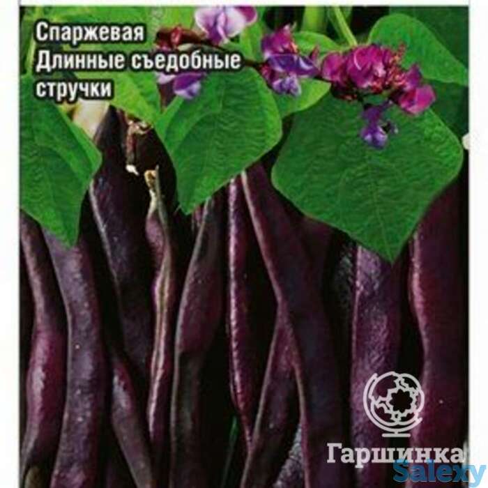 Семена Фасоль Виолетта 5г, фотография 1
