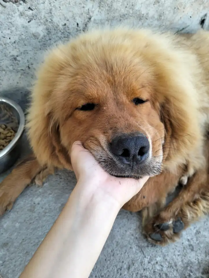 Собачьи царь! Тибетский мастиф! Гордость хозяев!, фотография 6