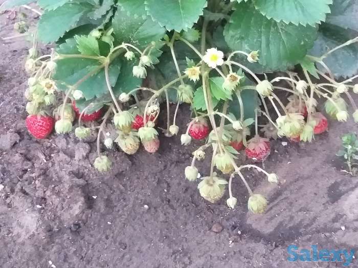 Саженцы клубники, фотография 1