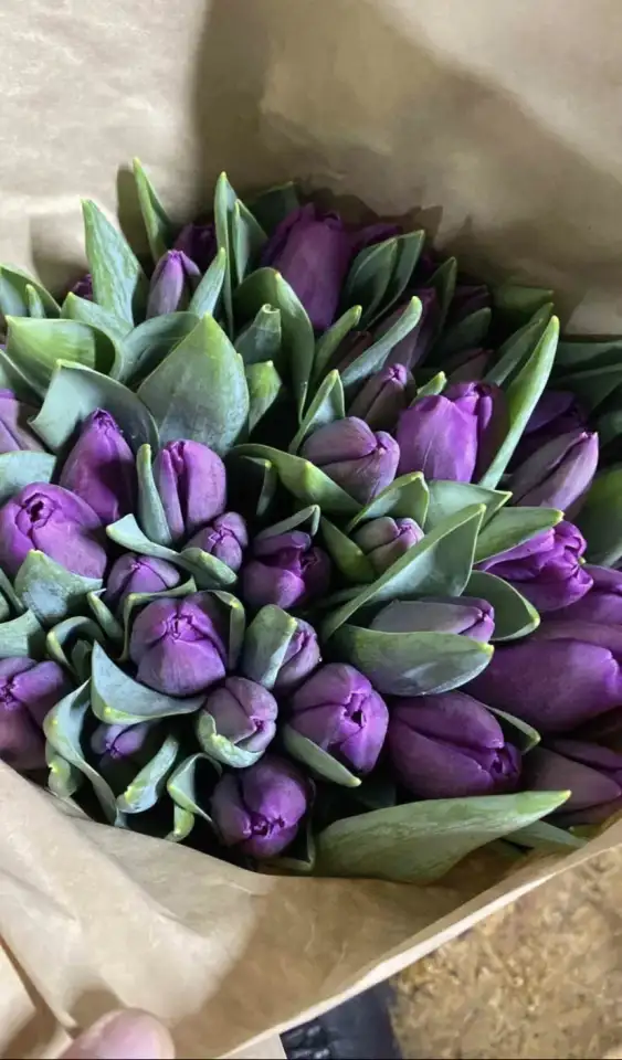 Тюльпаны премиум класса оптом к 8 марта, фотография 11