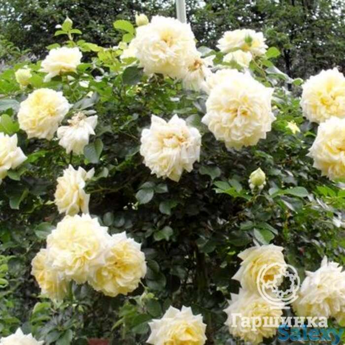 Роза надя мейдиландор, мейян, фотография 1