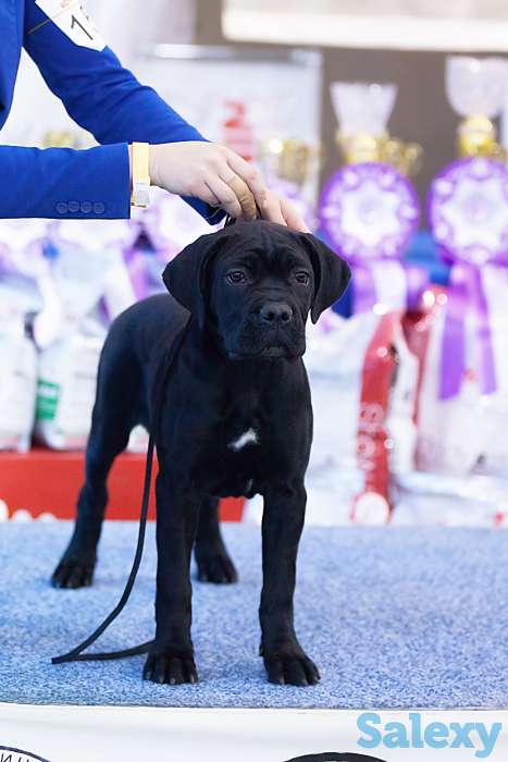 Черная девочка с шоу-потенциалом!, фотография 2