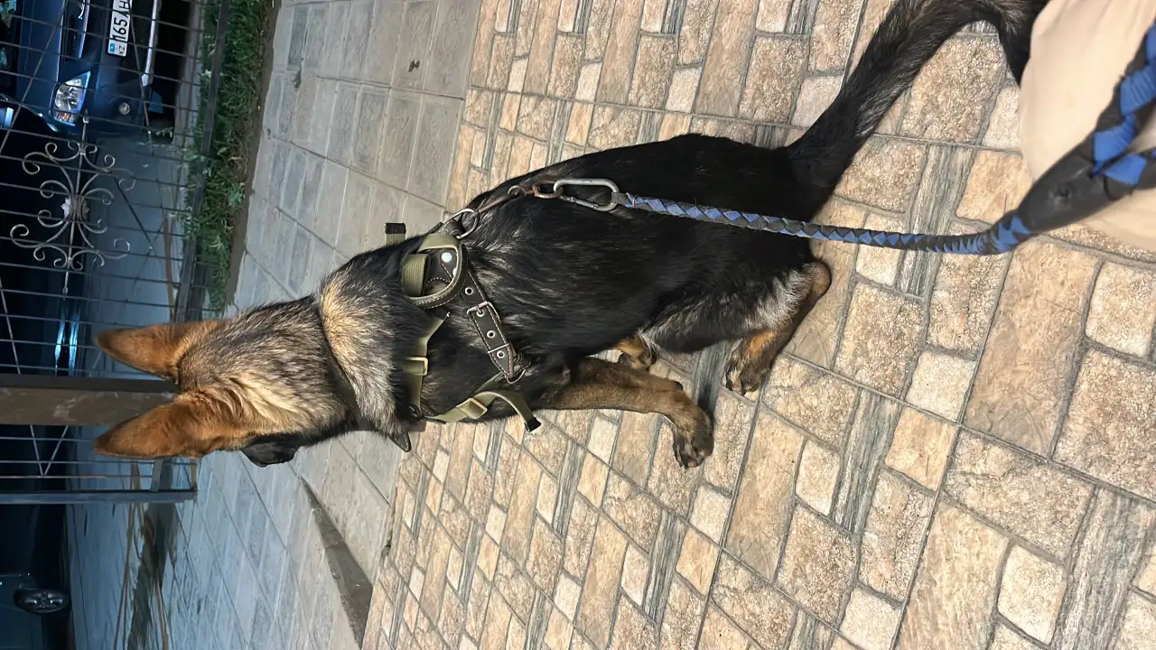 Немецкая овчарка, фотография 5