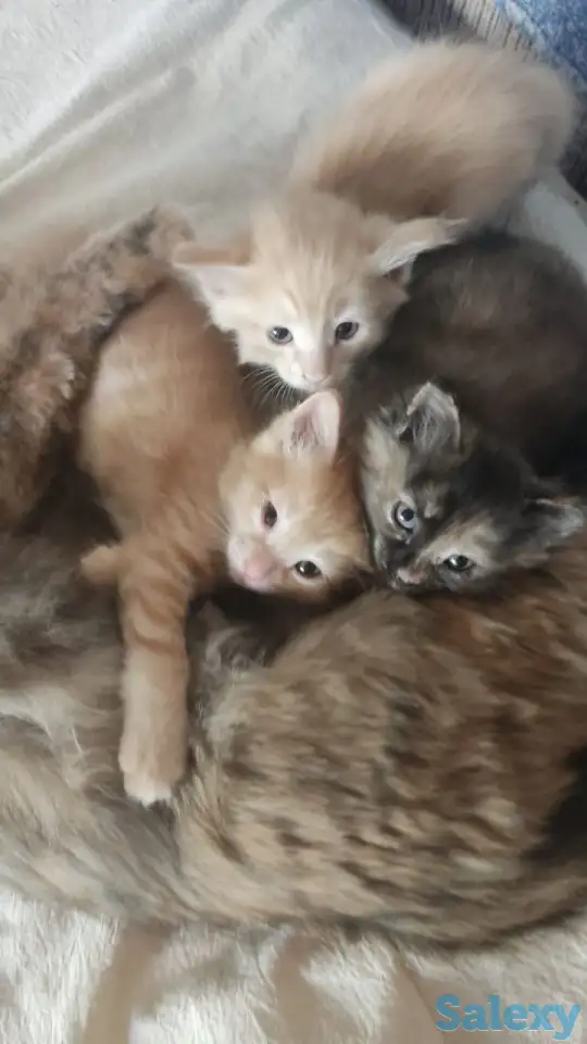 Отдам котят, фотография 1