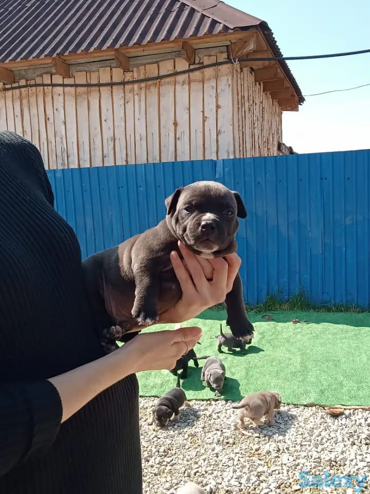 Продам щенков Американского булли Pocket, фотография 3