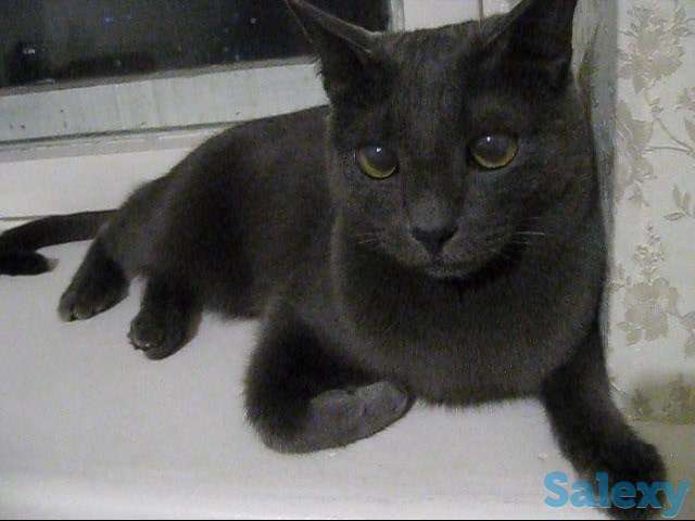 Кличка кота Нешик порода Русская голубая, фотография 6