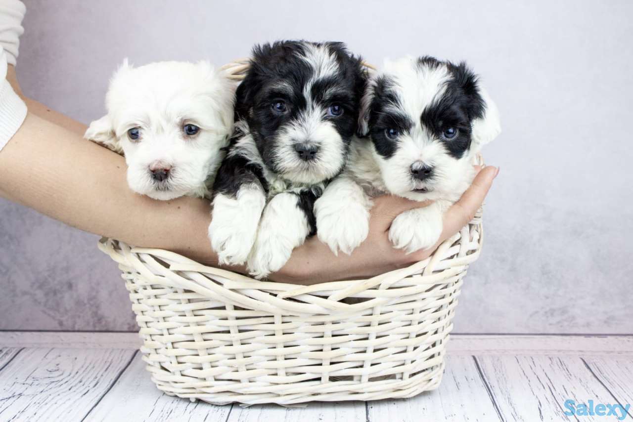 Бишон гаванский (Хаванез), фотография 2