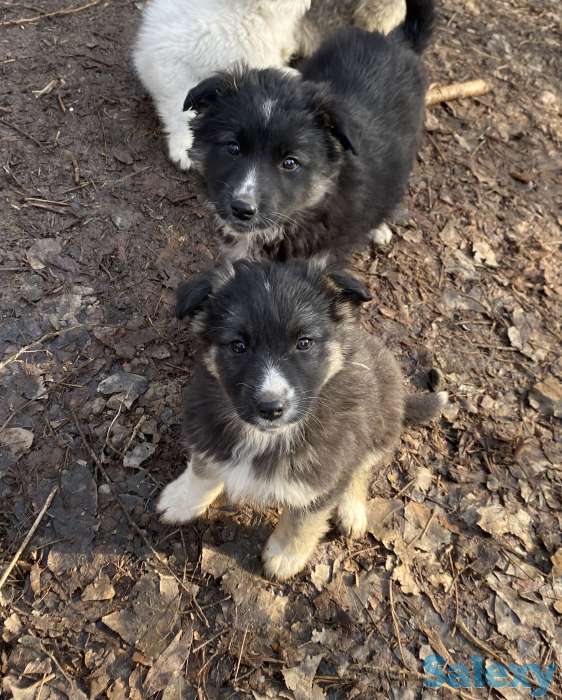 Щенки в добрые руки, фотография 3