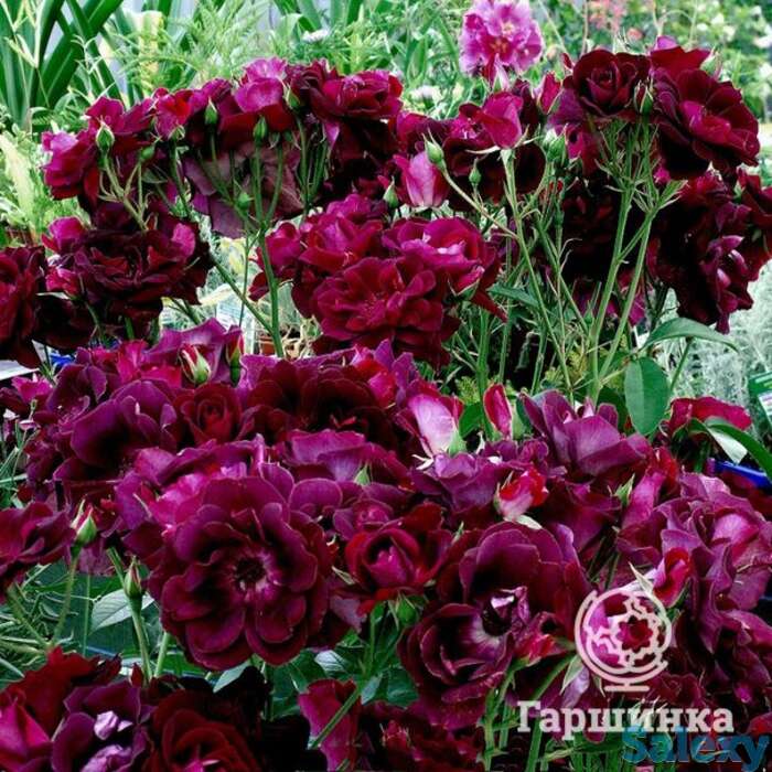 Роза бургунди айс, фрайер, фотография 1