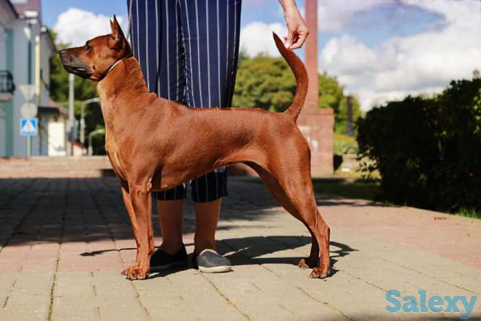 Щенки Тайского риджбека, фотография 11