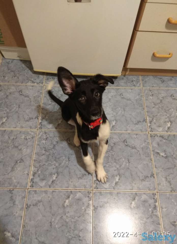 Малышка Хани ищет дом, фотография 2