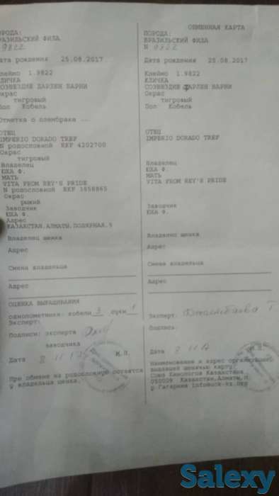 Бразильский мастиф, фотография 2