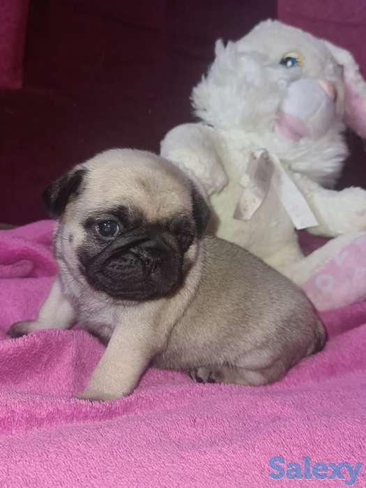 продам щенка мопса, фотография 1