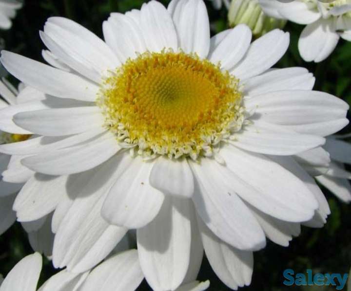 Ромашка крупноцветковая., фотография 1