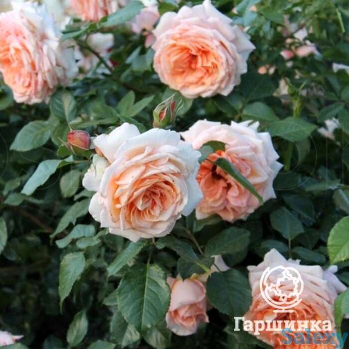 Роза Критик плетистая, фотография 1