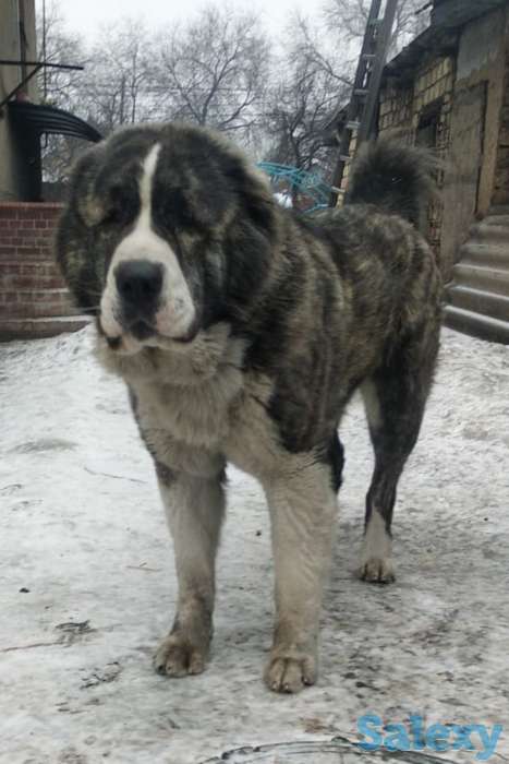 Продам щенков алабая, фотография 4