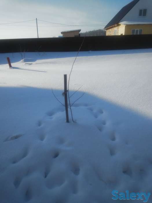 Слива культурная оптом и в розницу, фотография 1