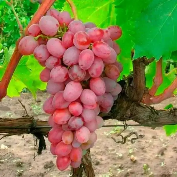 Виноград тайфи, фотография 1