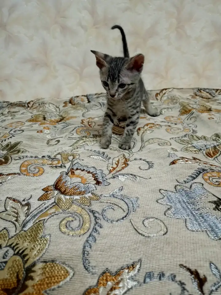 Велюровые, донские красавцы сфинксы, ждут своих хозяев!!!, фотография 3